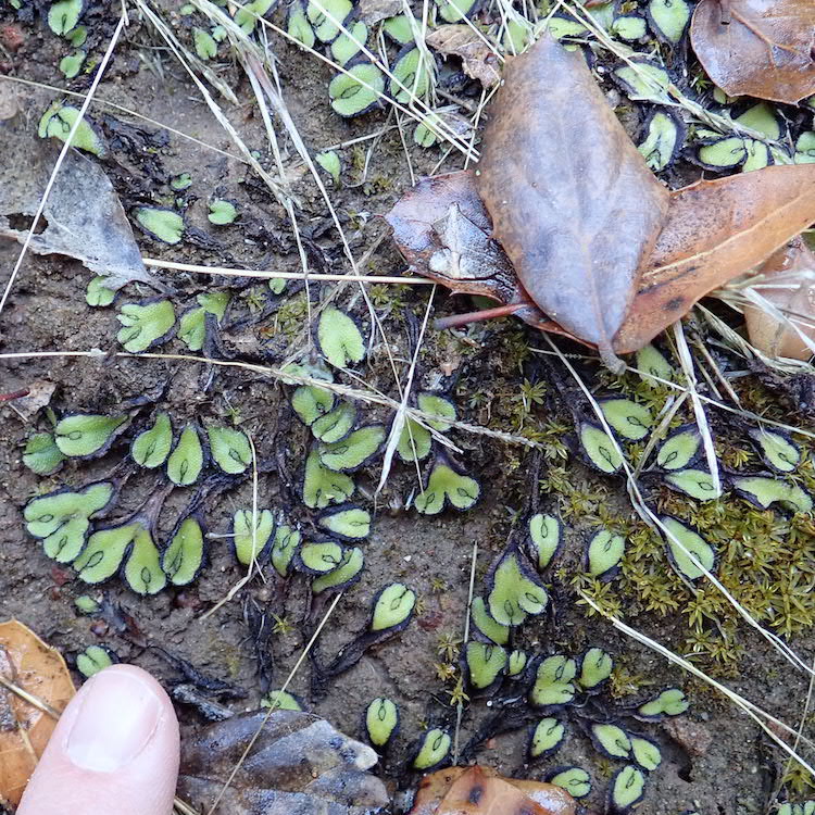 Asterella californica first rain