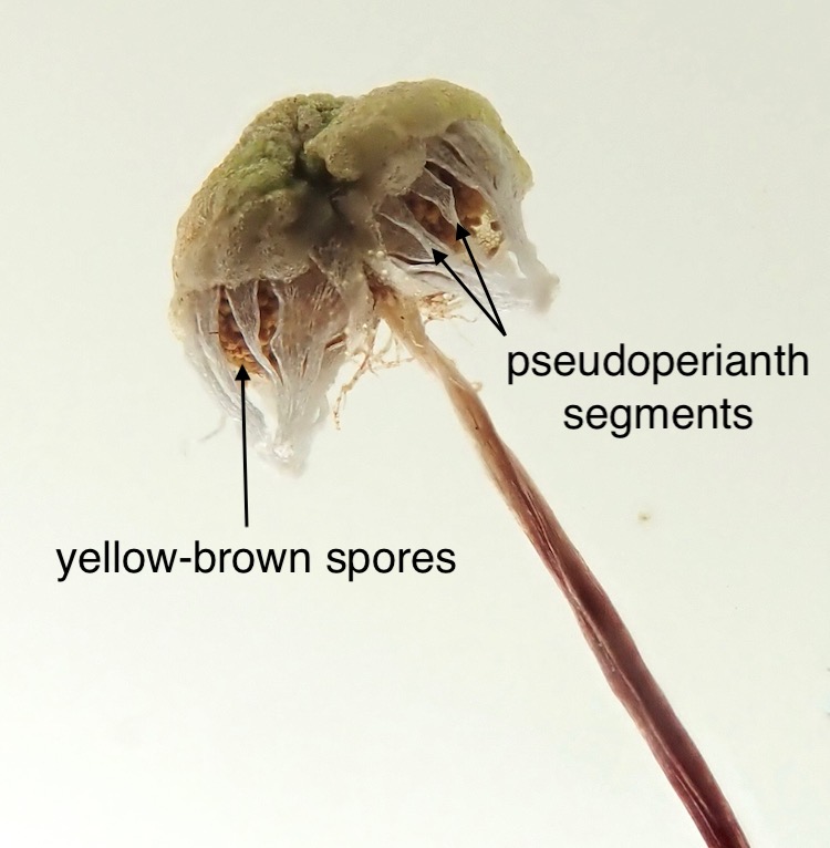 Asterella bolanderi archegoniophore