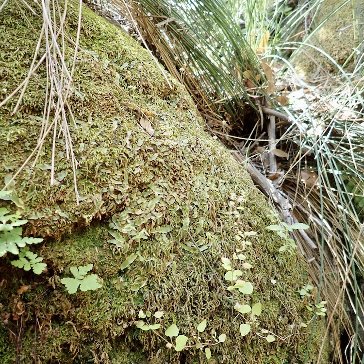 Asterella bolanderi habitat