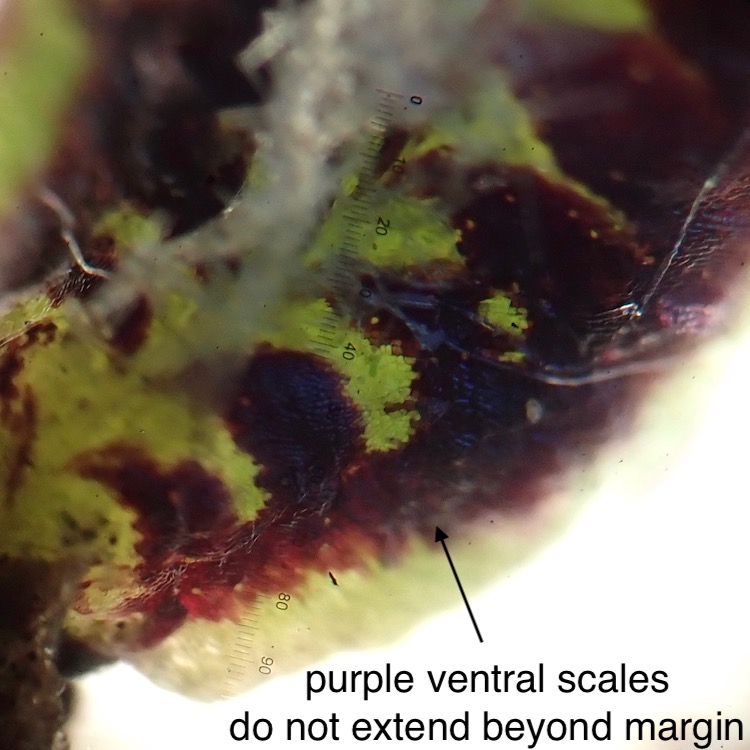 Asterella bolanderi underside