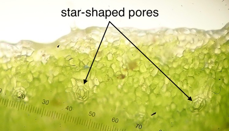 Asterella bolanderi upper surface