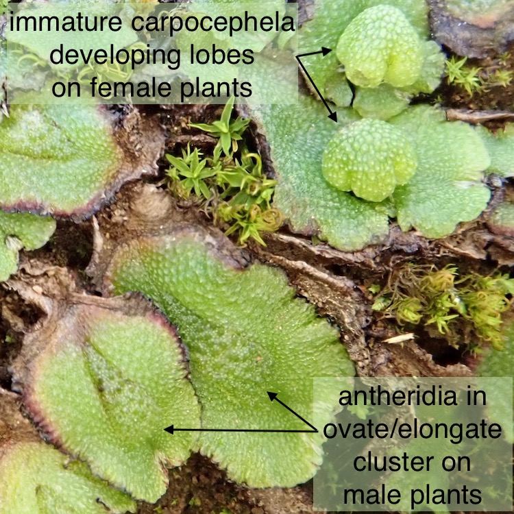 Asterella californica males and females