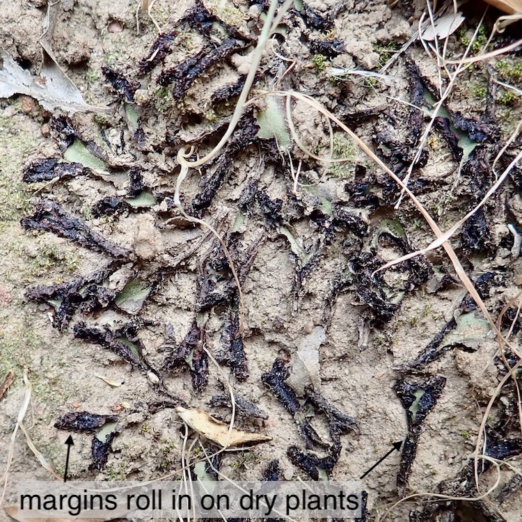 Asterella californica dry