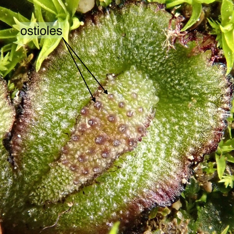 Asterella californica male