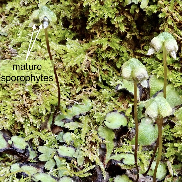 Asterella californica mature sporophytes