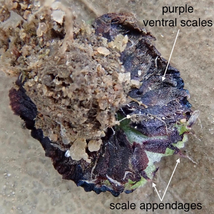 Asterella californica underside