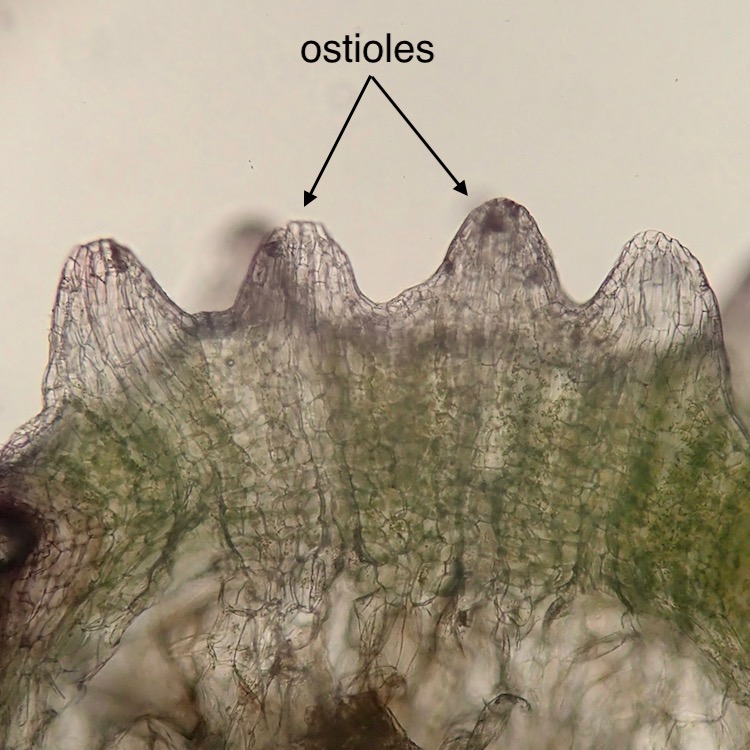 Asterella californica ostioles
