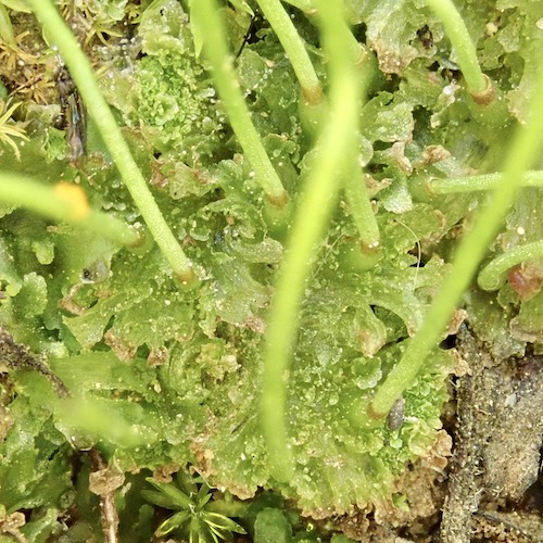 Anthoceros fusiformis