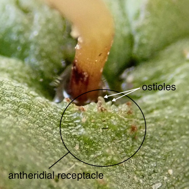 Asterella palmeri antheridia