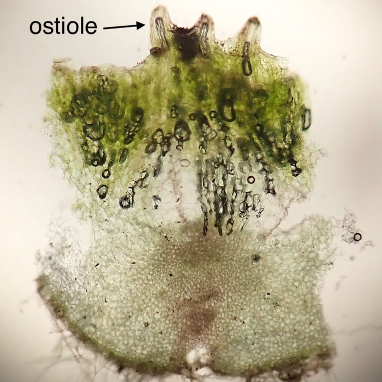 Asterella palmeri ostioles