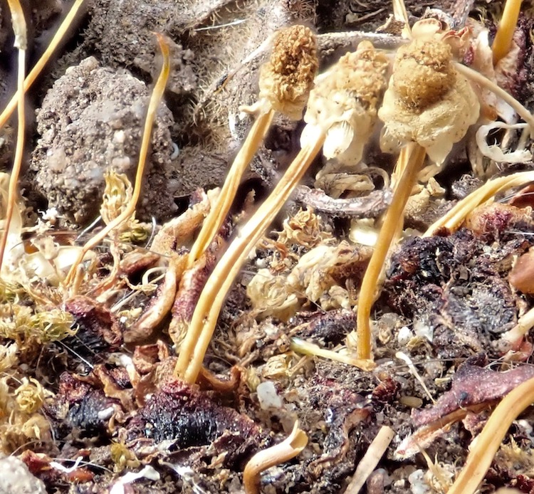 Asterella palmeri dry