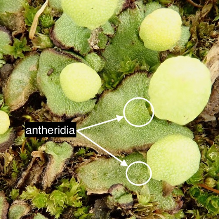 Asterella palmeri monoicous