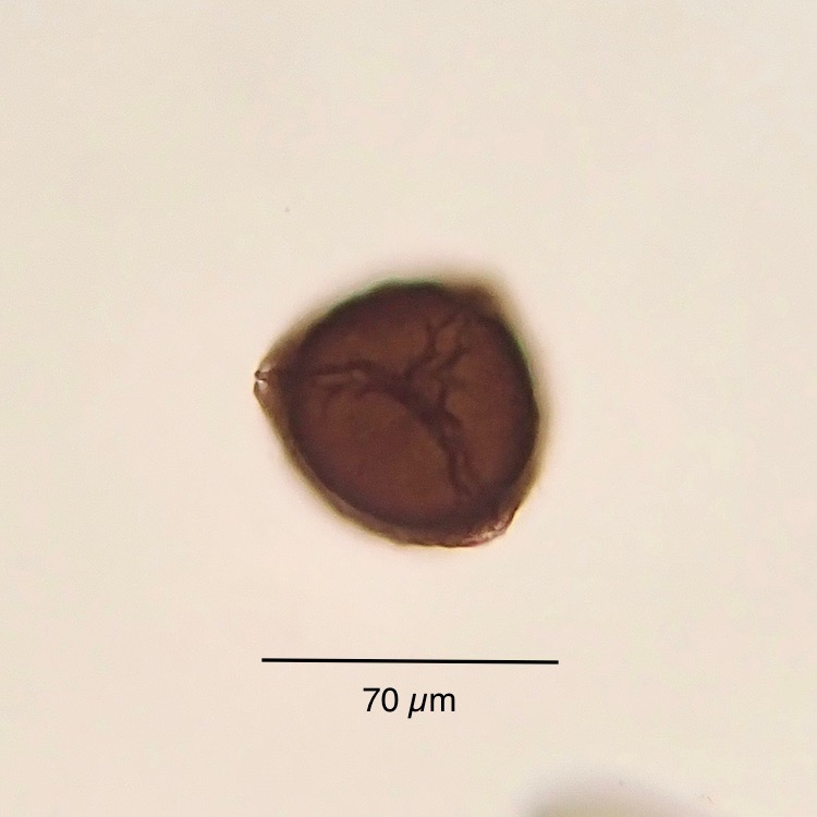 Asterella palmeri spore