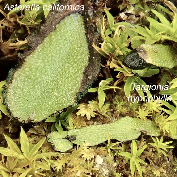 Targionia hypophylla and Asterella californica