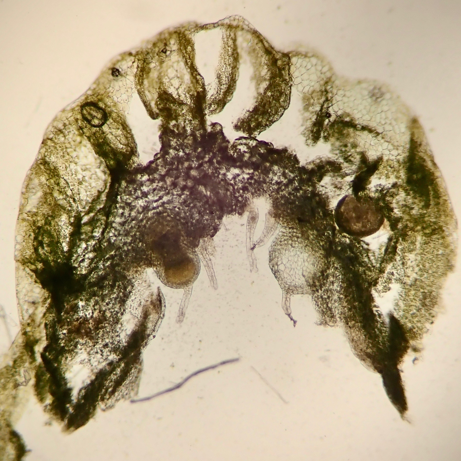Cryptomitrium tenerum