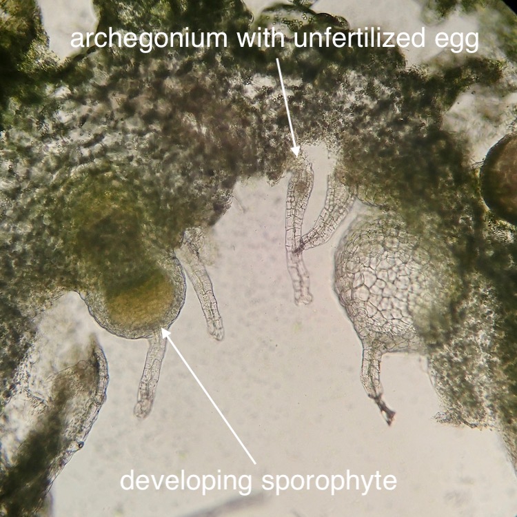 Cryptomitrium tenerum