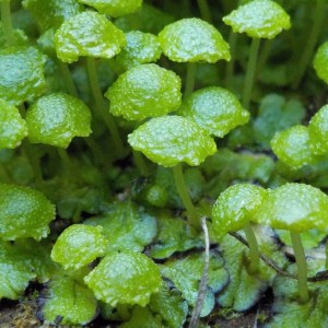 Cryptomitrium tenerum