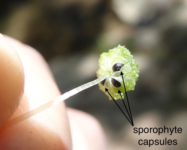 Cryptomitrium tenerum