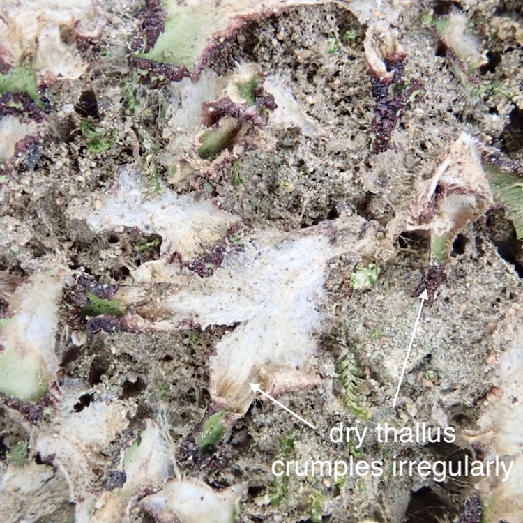 Cryptomitrium tenerum