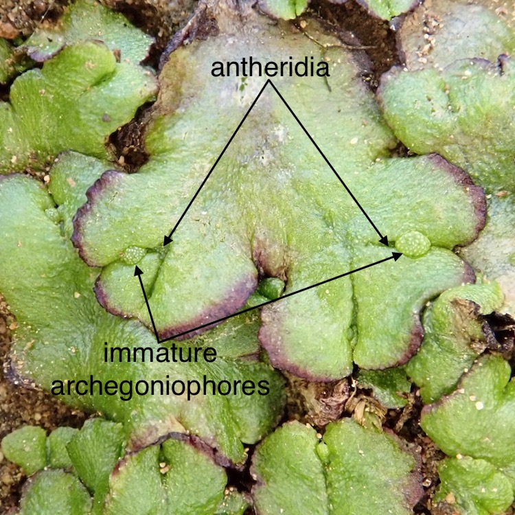 Cryptomitrium tenerum