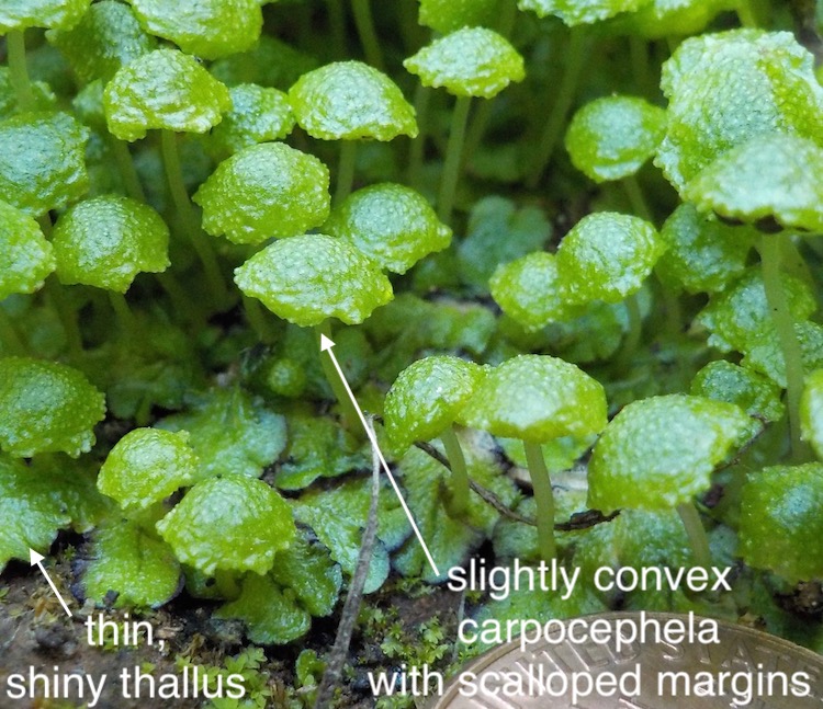 Cryptomitrium tenerum