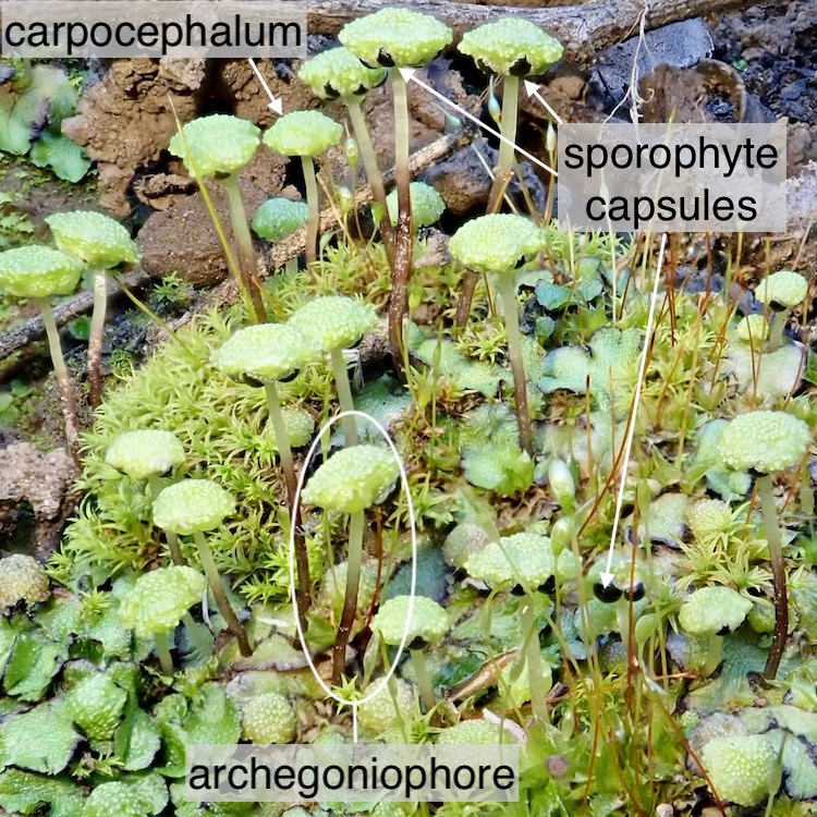 Cryptomitrium tenerum with mature sporophytes