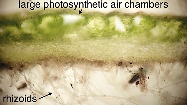 Cryptomitrium tenerum
