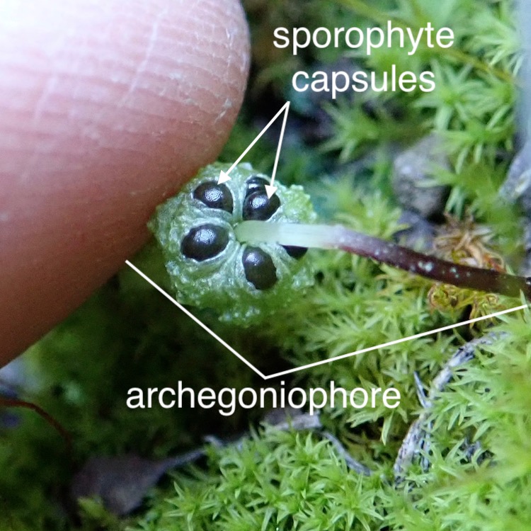 Cryptomitrium tenerum mature sporophytes