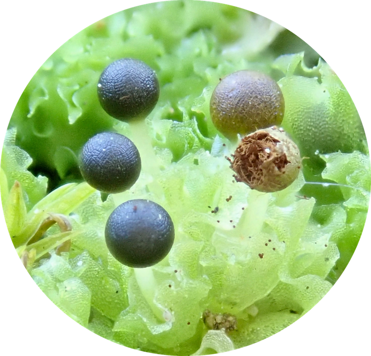 Fossombronia longiseta dehisced sporophyte