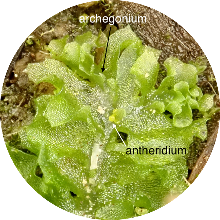 Fossombronia longiseta gametophyte