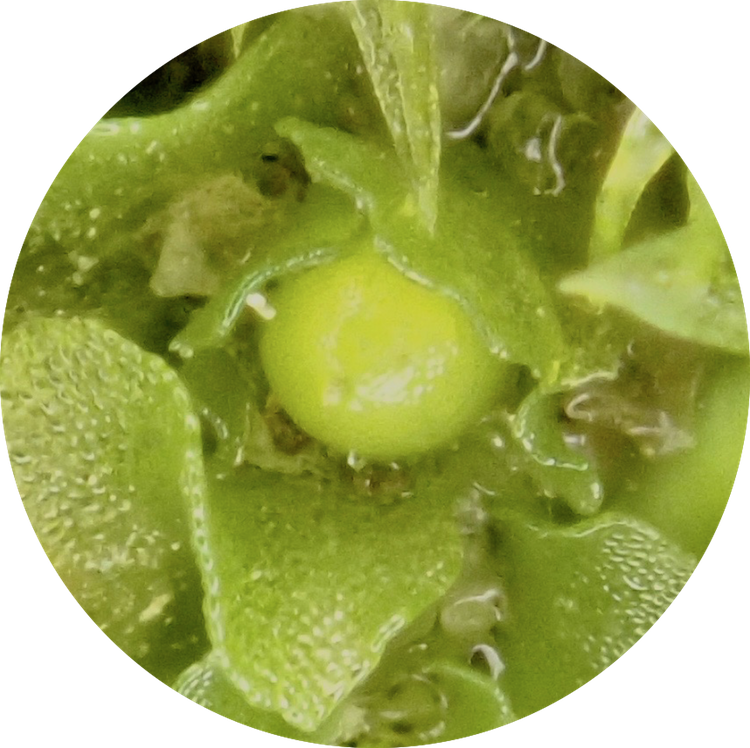 Fossombronia longiseta immature sporophyte