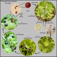 Liverwort Life Cycle Liverwort Over 432 Royalty Free Licensable Stock Liverwort Life Cycle Liverwort Over 432 Royalty Free Licensable Stock