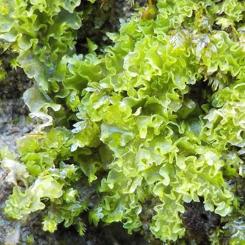 Fossombronia longiseta