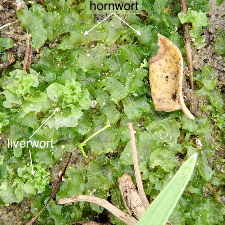 Hornwort with simple thalloid liverwort