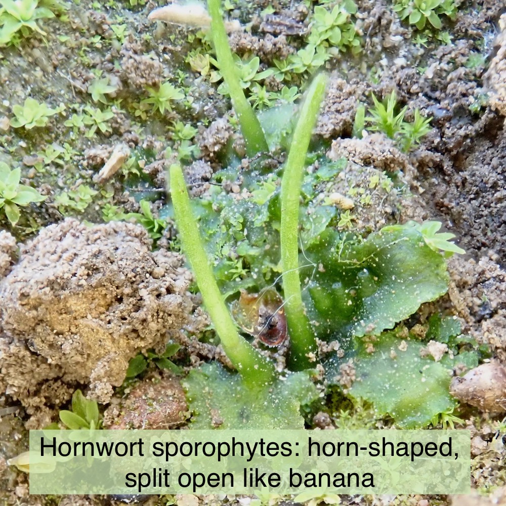 Hornwort sporophytes