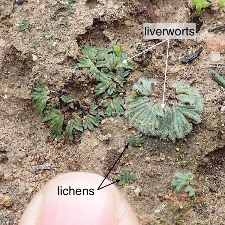 Liverworts and lichen on soil
