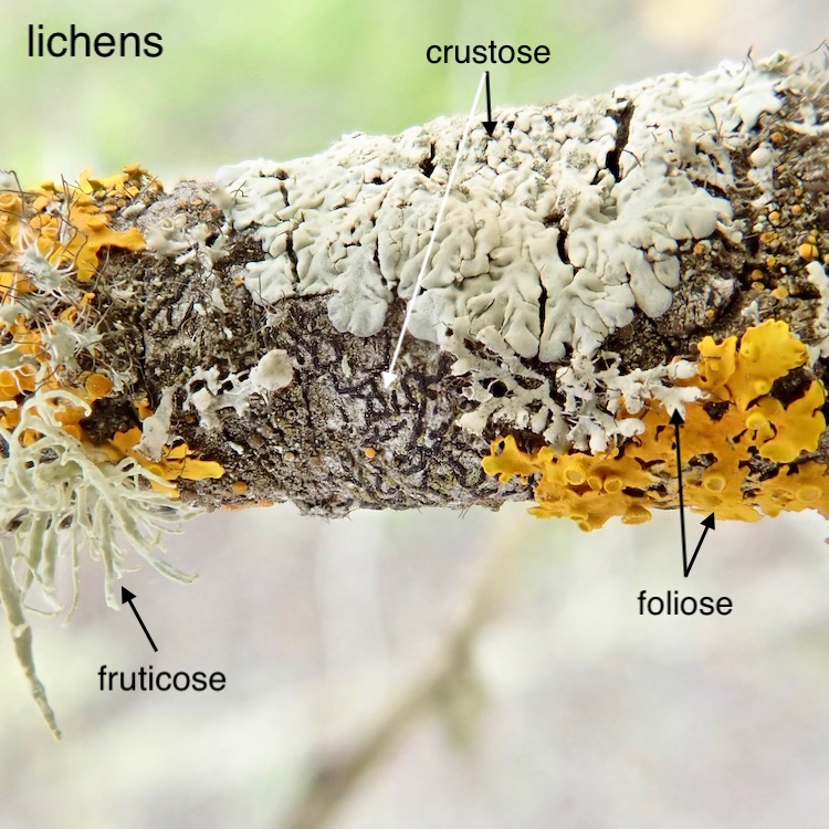 Lichens