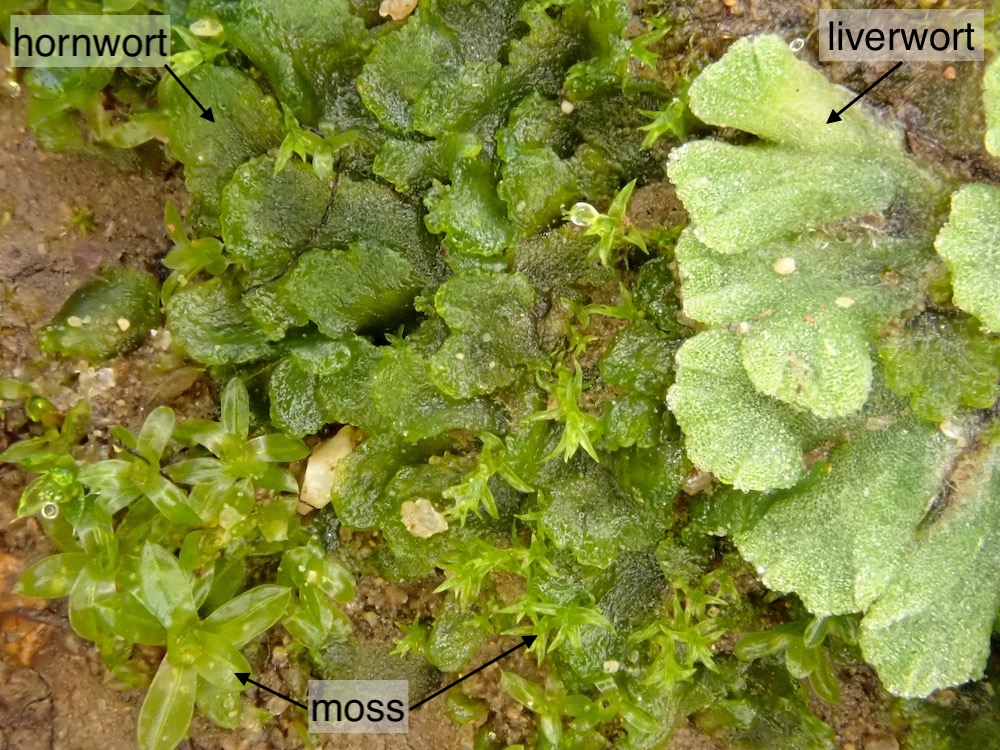 Moss, hornwort and liverwort