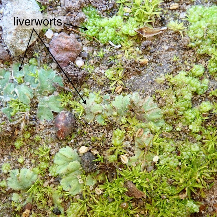 Liverworts