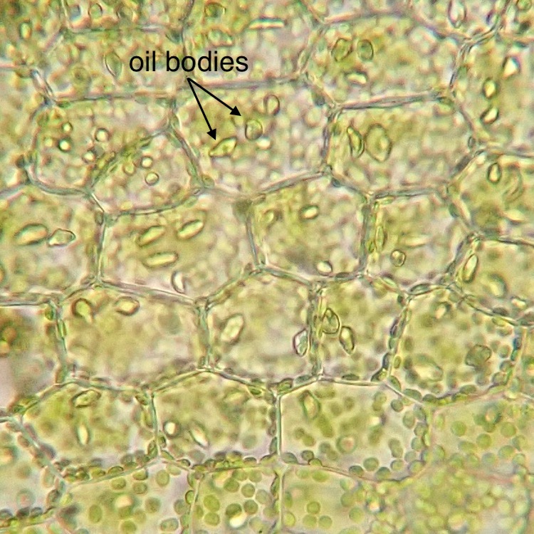 Leafy liverwort cells with oil bodies