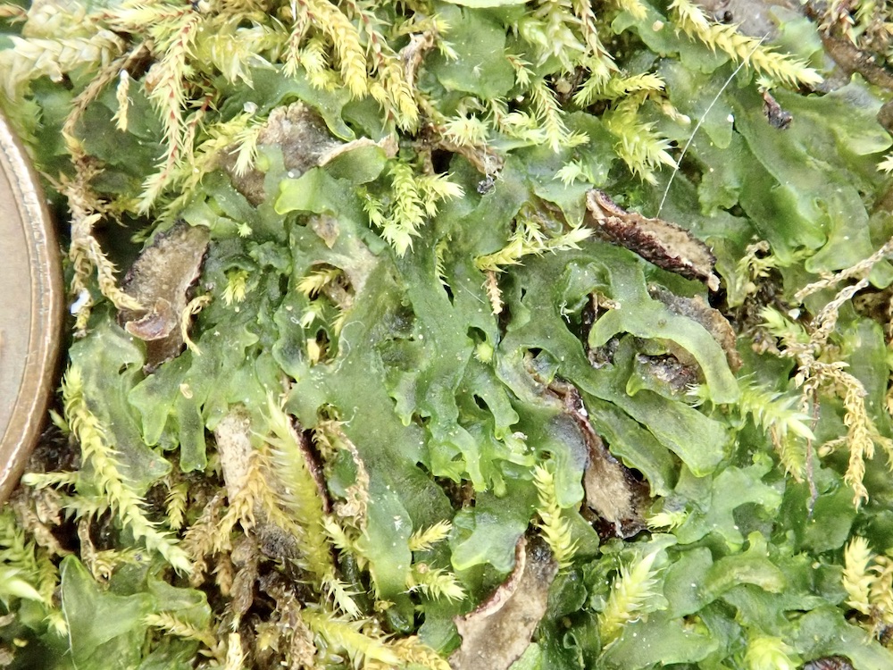 Phymatoceros phymatodes