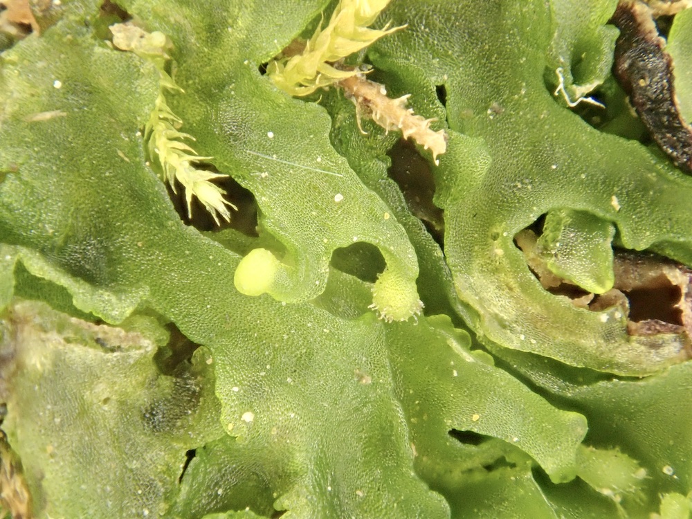 Phymatoceros phymatodes