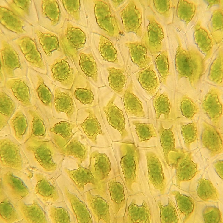 Phymatoceros phymatodes chloroplasts