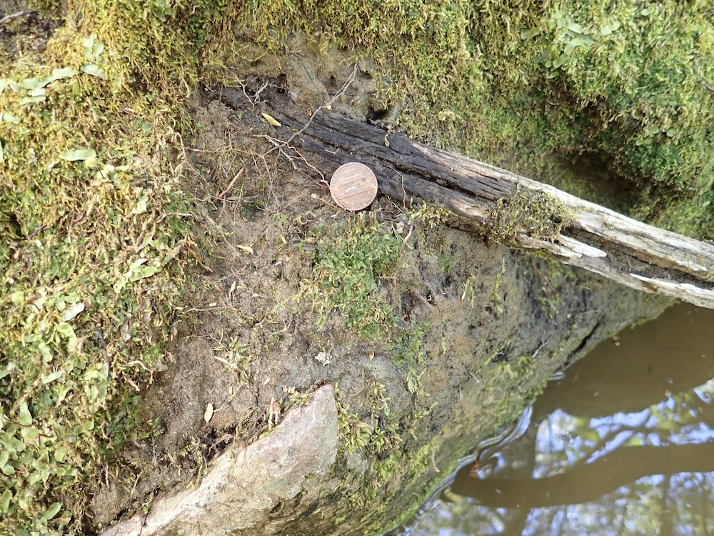 Phymatoceros phymatodes habitat