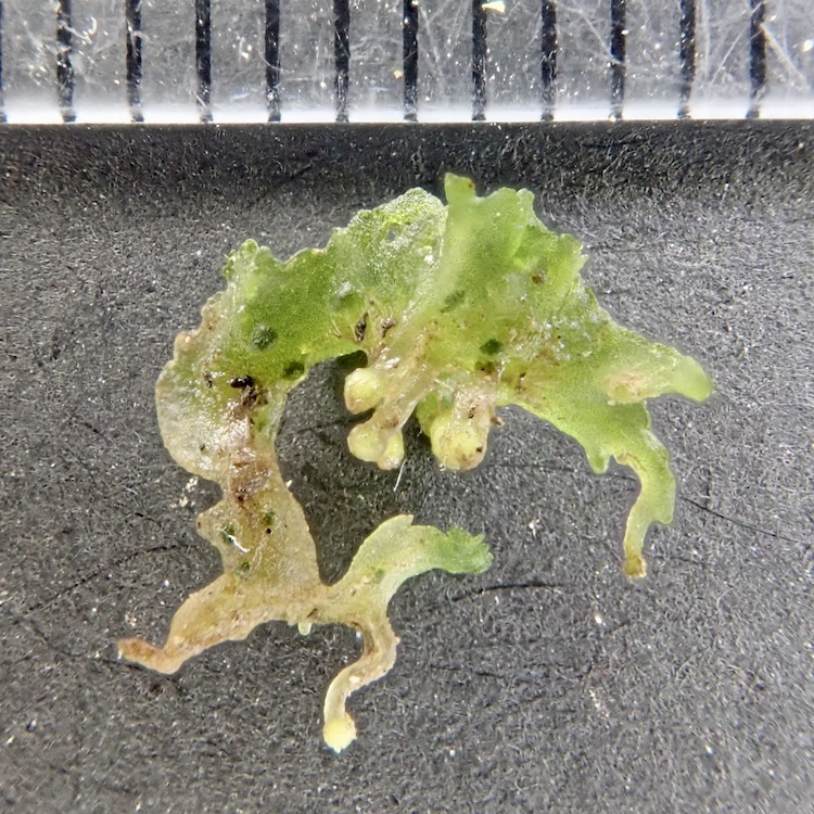 Phymatoceros phymatodes