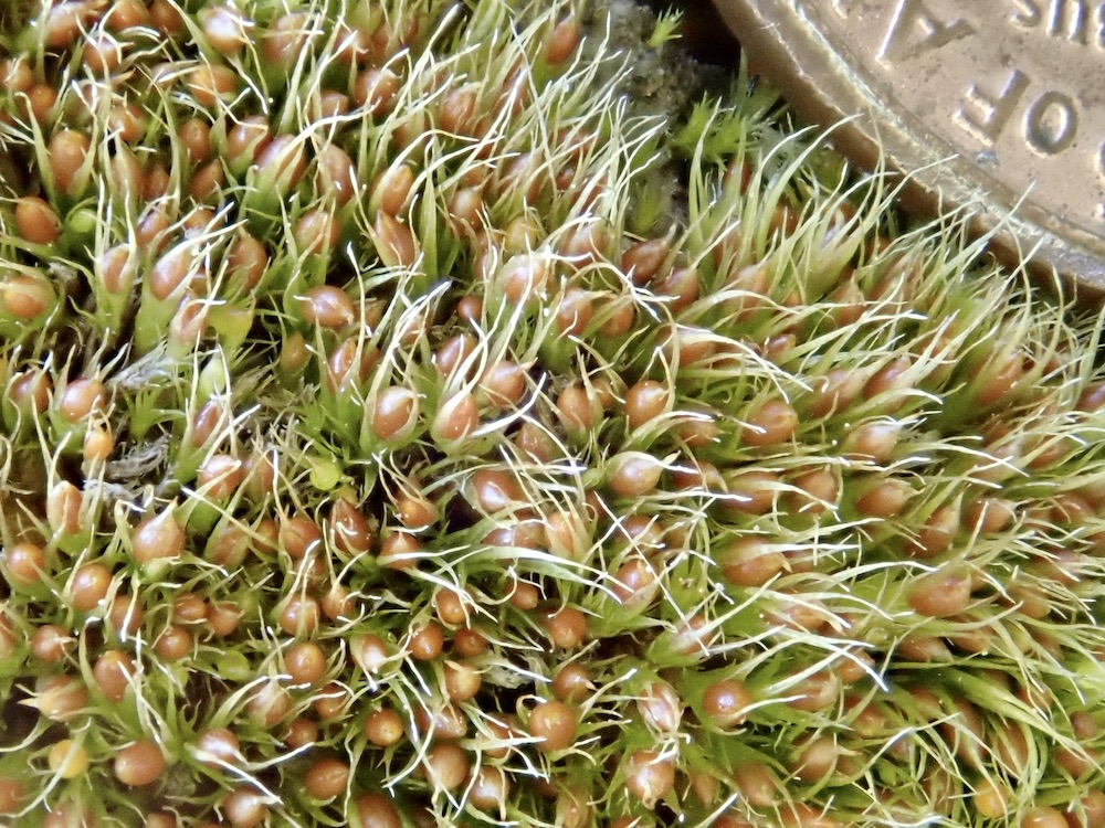 Pleuridiumacuminatum