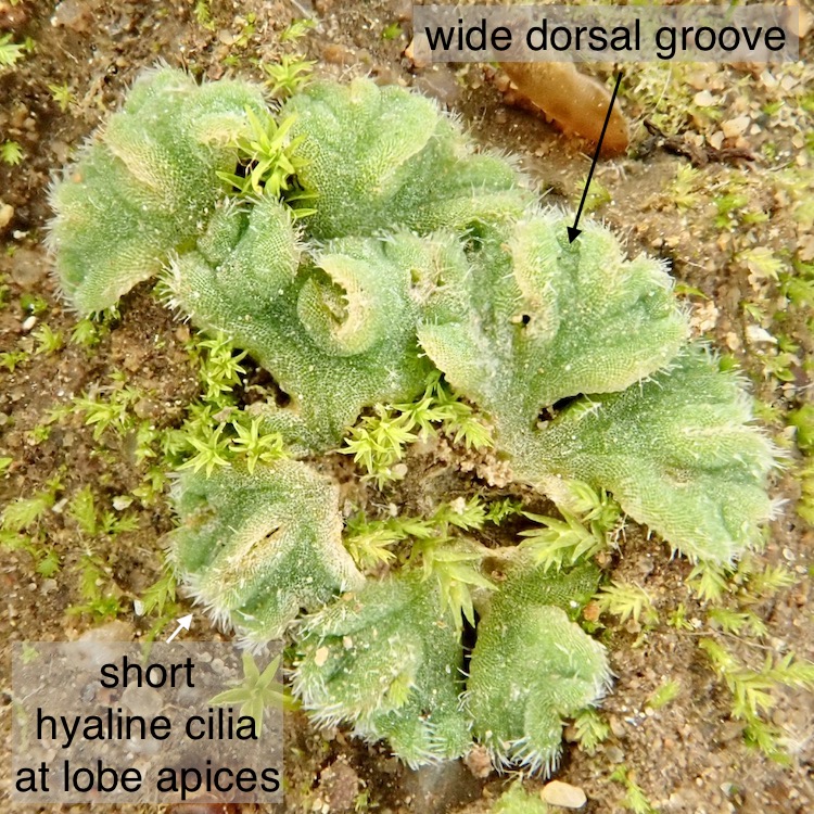 Riccia californica