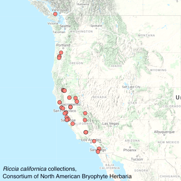 Riccia californica distribution