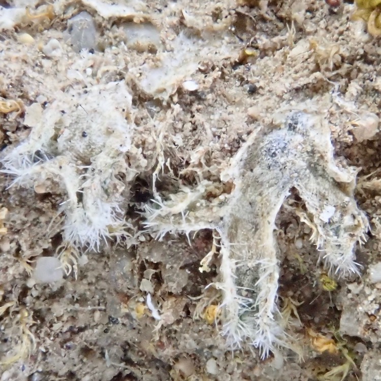 Riccia californica