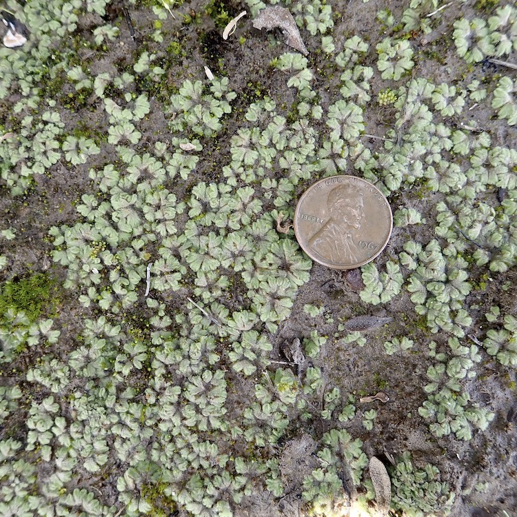 Riccia californica